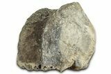 Tyrannosaur (Albertosaurus?) Vertebra Centrum - Montana #326419-2